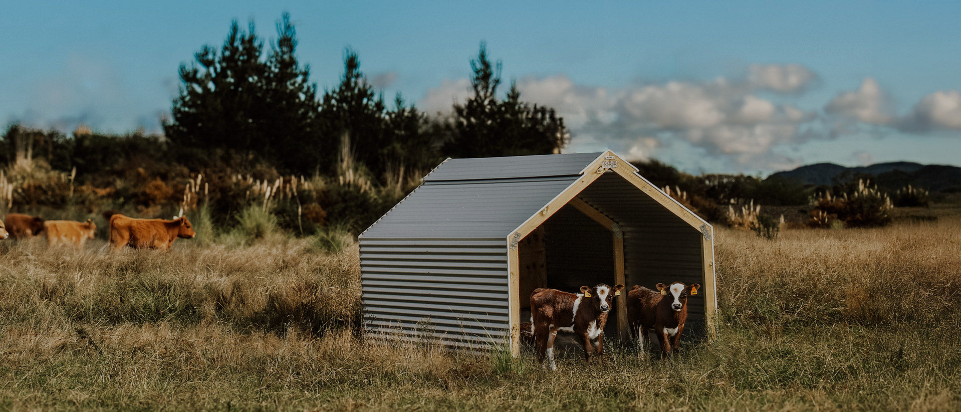 All Animal Shelters