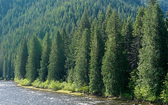 Cambridge Cedar Shed (Finger Jointed) 1.8m x 0.8m
