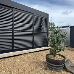 Tree in half wine barrel with louvre pergola on left and shed on right