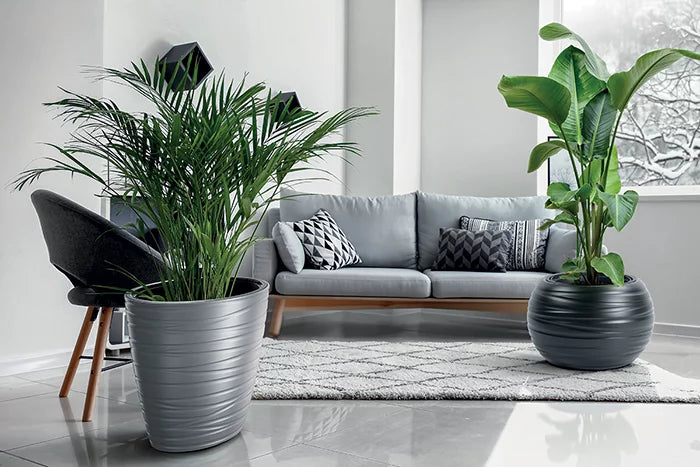 Prosperplast MAZE OVAL Garden Pot - 575mm L x 395mm W x 425mm H