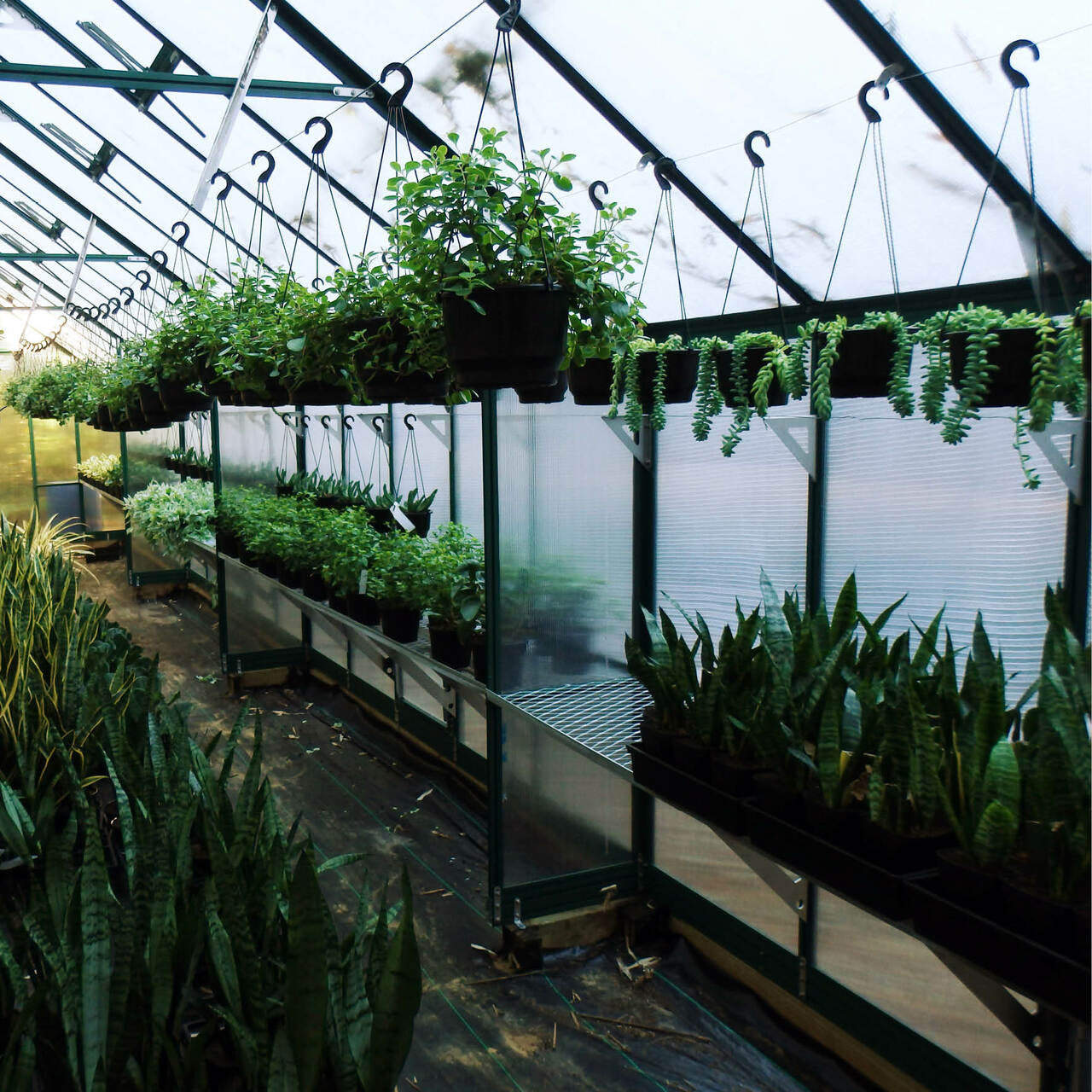 Winter Gardenz Greenhouse 10x20 (3220mm x 6386mm x 2850mm) - Polycarbonate