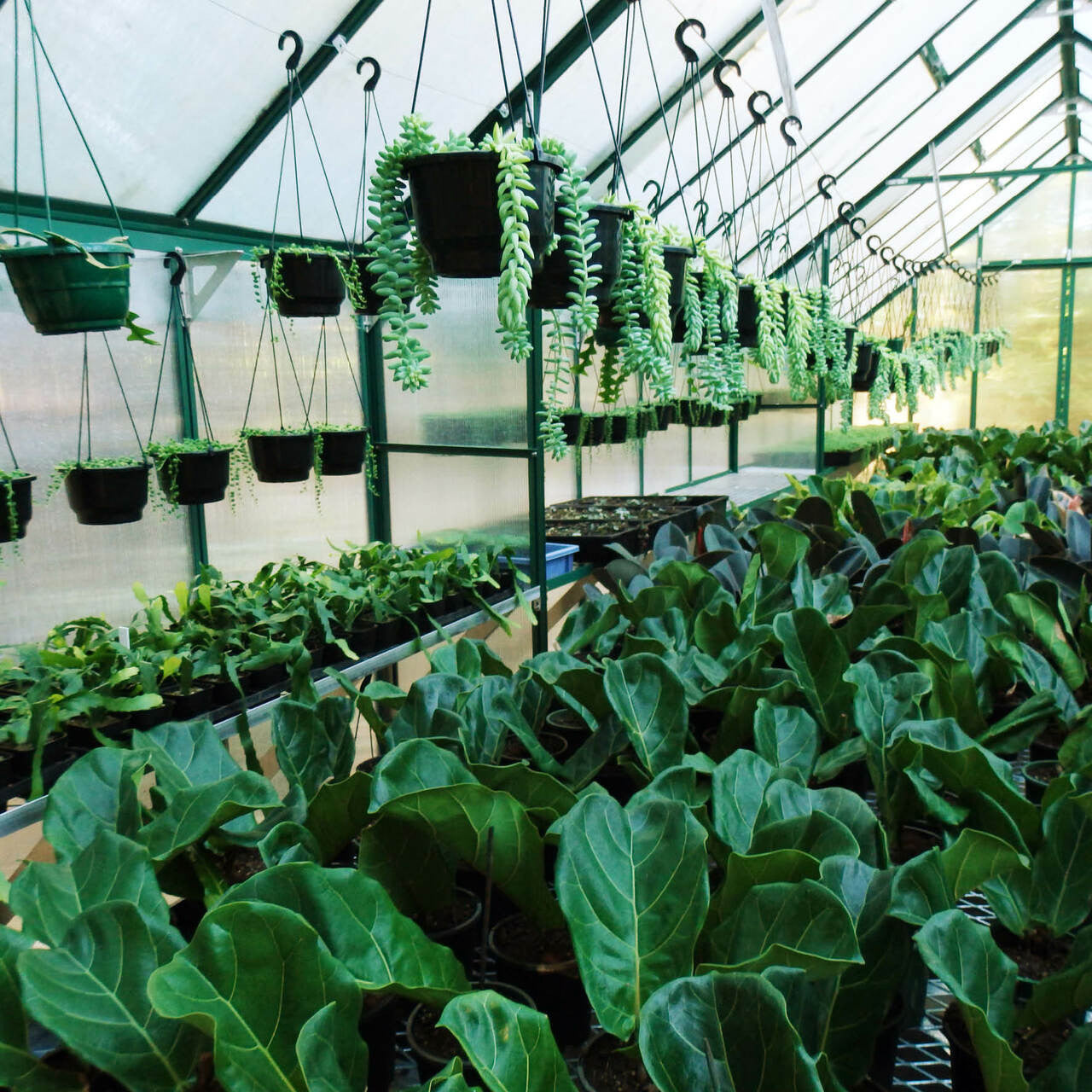 Winter Gardenz Greenhouse 10x24 (3220mm x 7634mm x 2850mm) - Polycarbonate