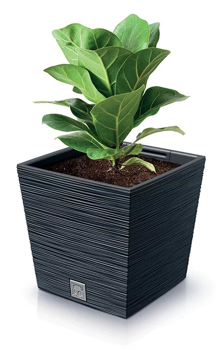 Prosperplast Furu Square Low Flowerpot - 295mm (w) x 295mm (l) x 290mm (h)