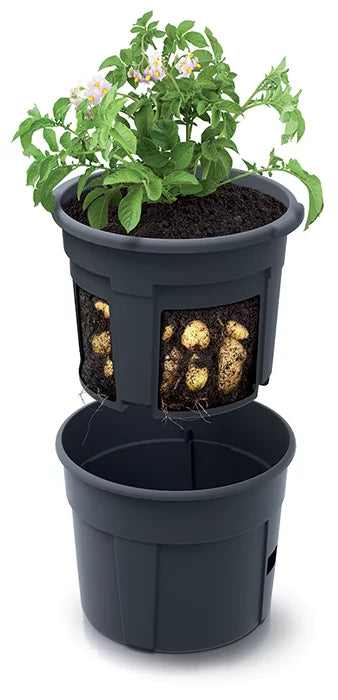 Prosperplast Potato Grower