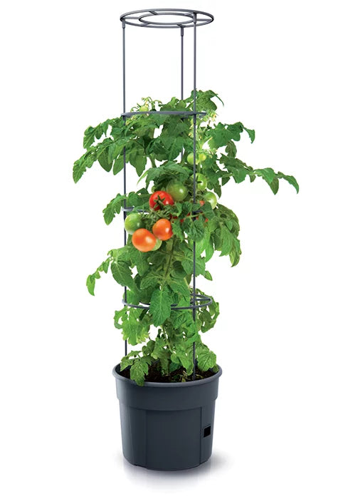 Prosperplast Tomato Grower