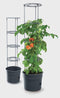 Prosperplast Tomato Grower